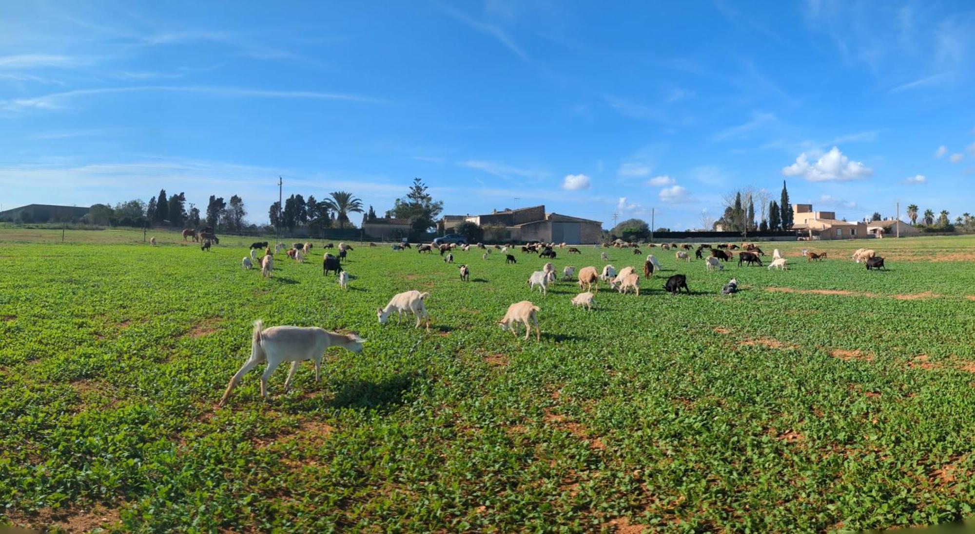 Sant Blai Landhaus Campos (Mallorca)